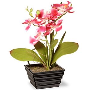 12 Pink Orchid Flower